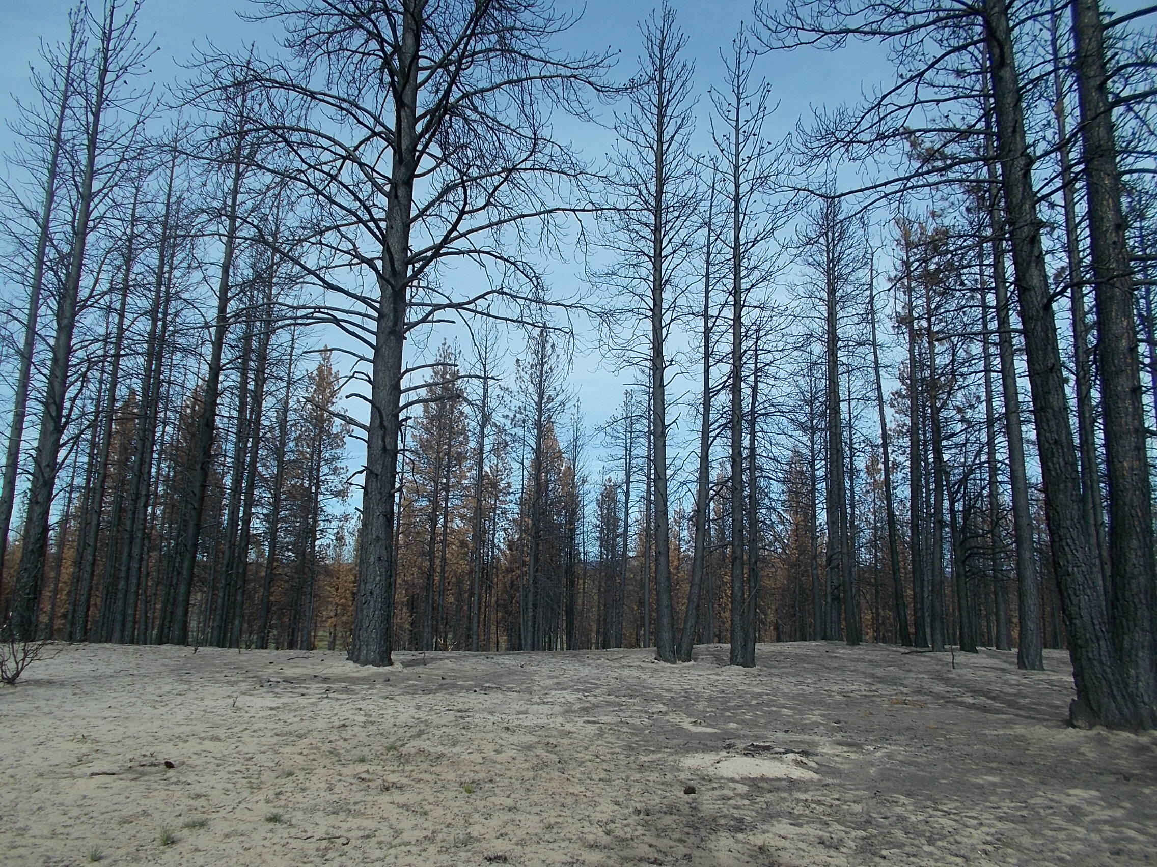 Lot 2100 Bamford Road Bly, OR 97622 - Photo 2 of 12 burnt trees