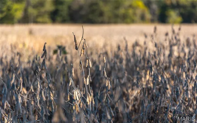 $1,650,000 | 56 Osage Meadows Lane, Bland, MO 65014