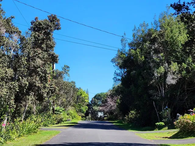 a view of a yard with flower plants and large tree