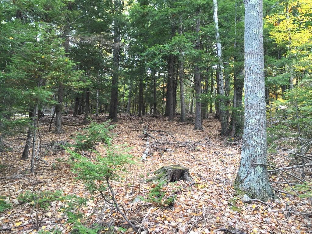 0 Nobleboro Road Bremen, ME 04551 - Photo 2 of 12 Mature mixed-growth forest.