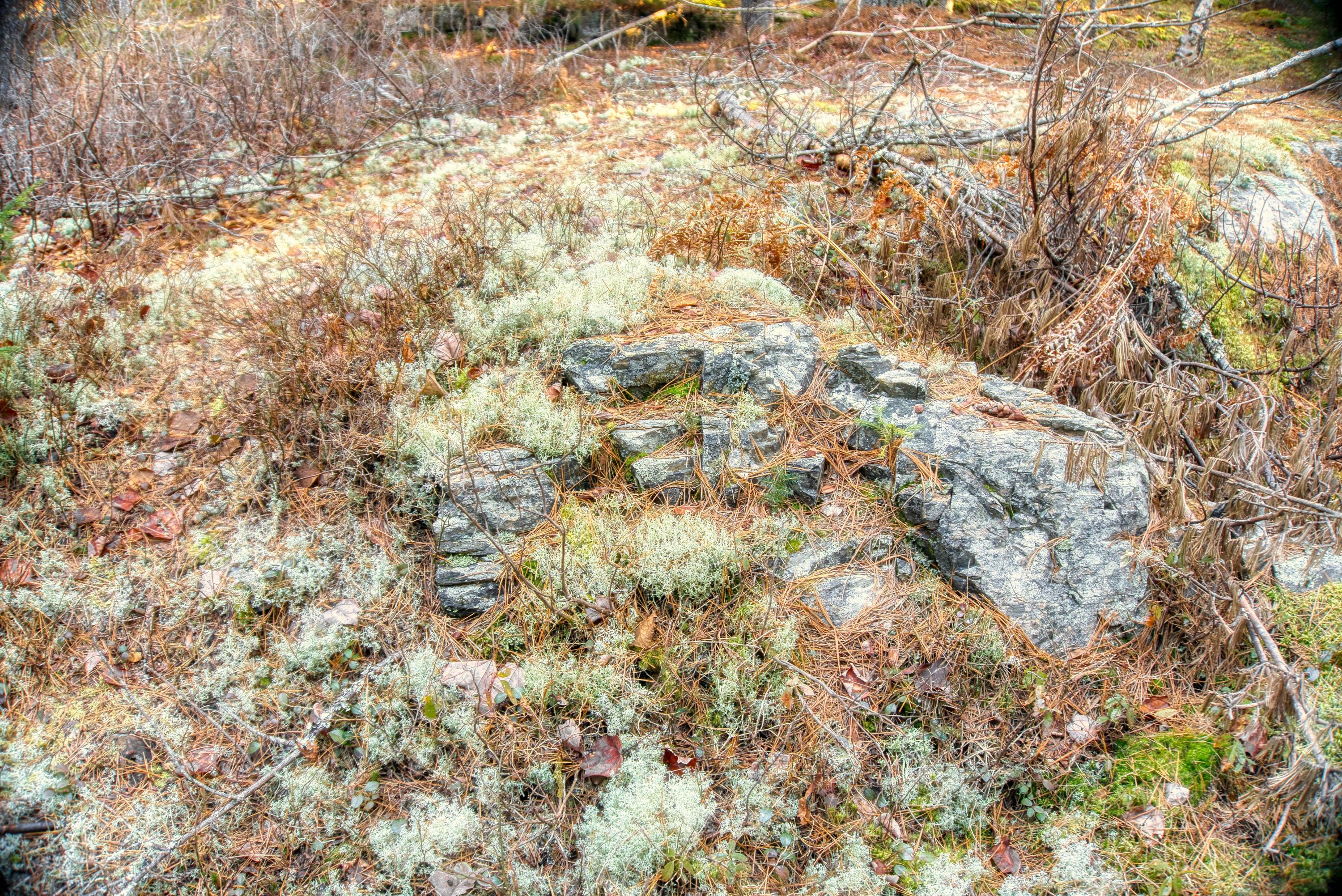 Tbd East Side Road Hancock, ME 04640 - Photo 14 of 16 inwoods view (20)