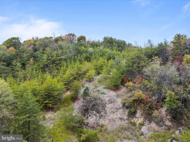 a view of a yard with a tree in the background