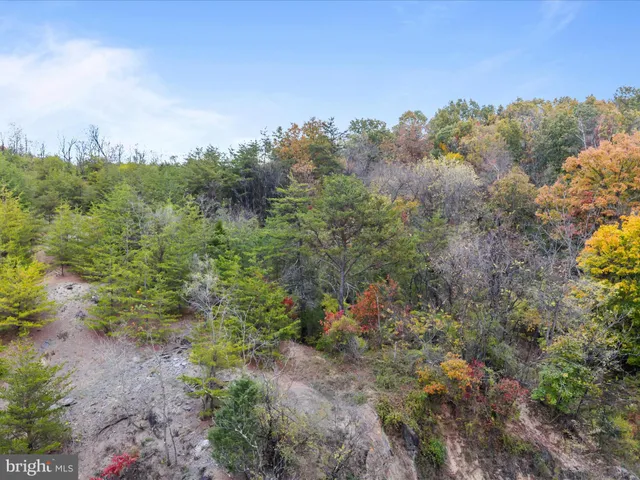 a view of a forest with trees in the background