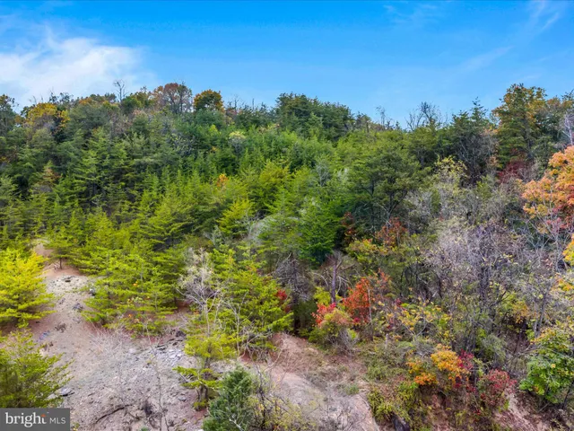 a view of a garden with an tree
