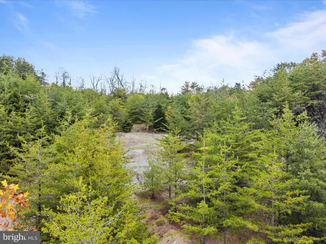 a view of a bunch of trees in a field