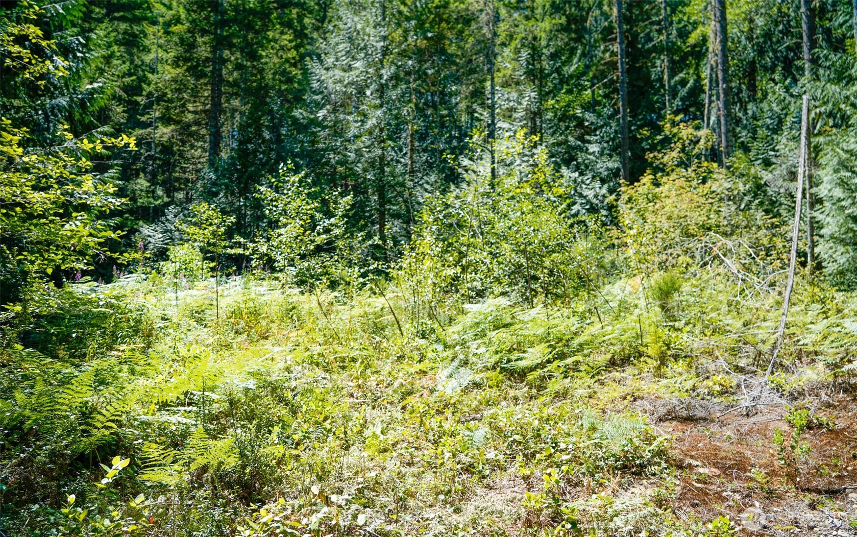 0 North Robinson Road Lilliwaup, WA 98555 - Photo 2 of 15