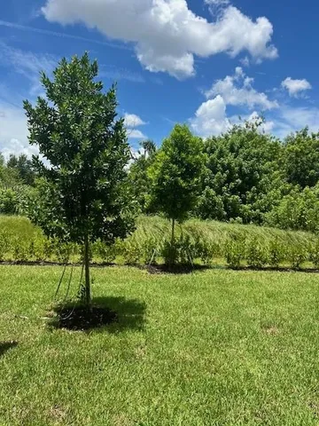 a view of a park with a tree in the background
