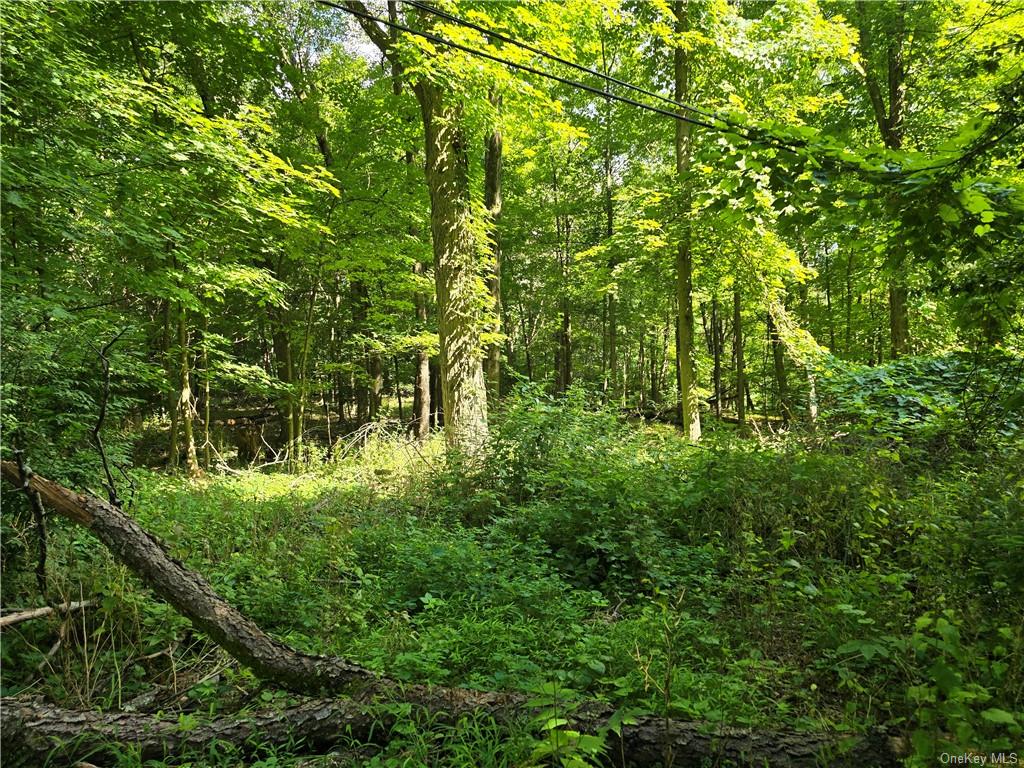 62 Old Glenham Road Fishkill, NY 12524 - Photo 29 of 33 a lush green forest with lots of trees