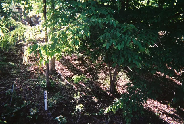 a view of a bunch of flowers