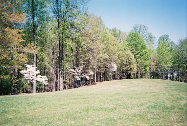 a big yard with trees in front of it