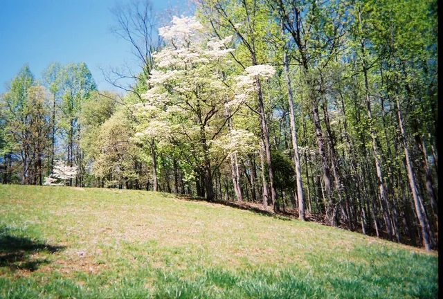 a view of a yard with trees