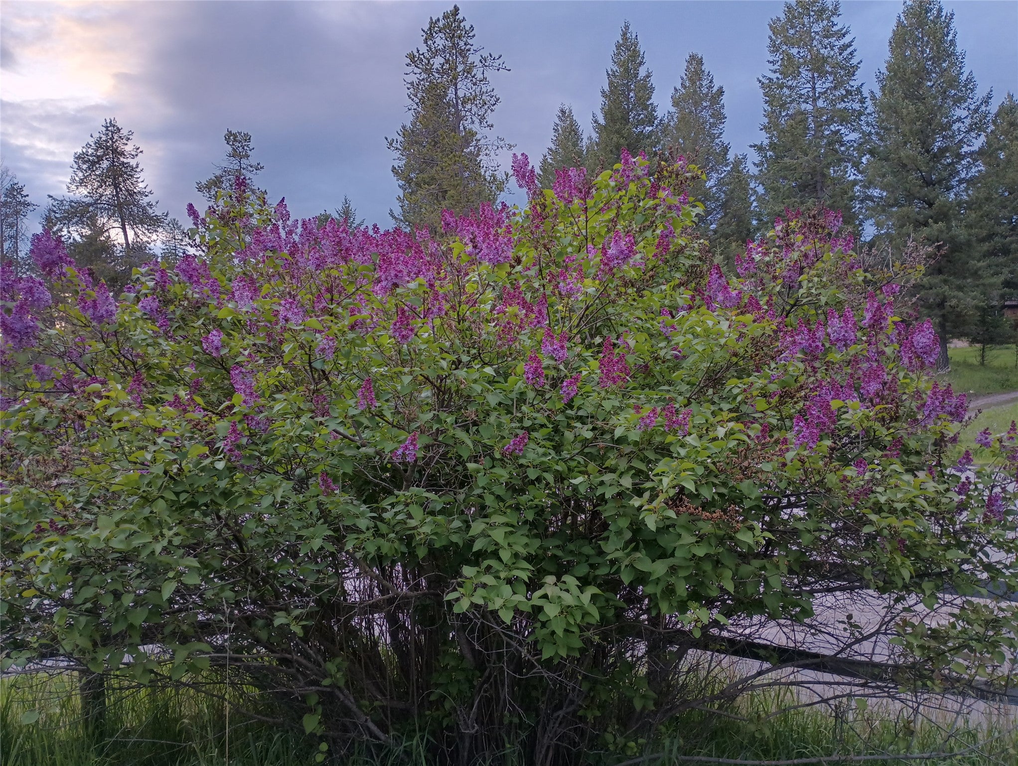 1785 Hodgson Road Whitefish, MT 59937 - Photo 61 of 79 Gallery Image 61