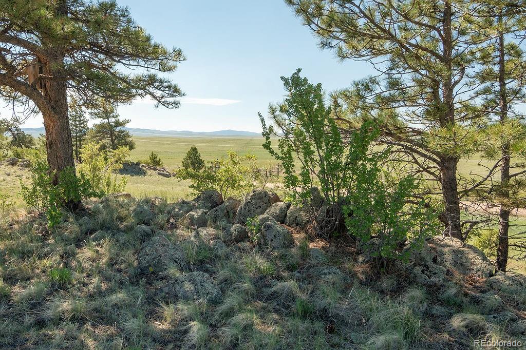 681 Forge Road Hartsel, CO 80449 - Photo 36 of 41 a view of a forest with a tree