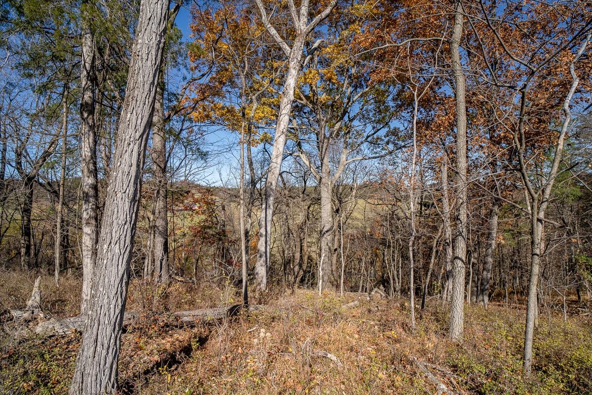 Tbd Roman Ridge Road West Mount Sidney, VA 24467 - Photo 13 of 16 a view of a yard with trees