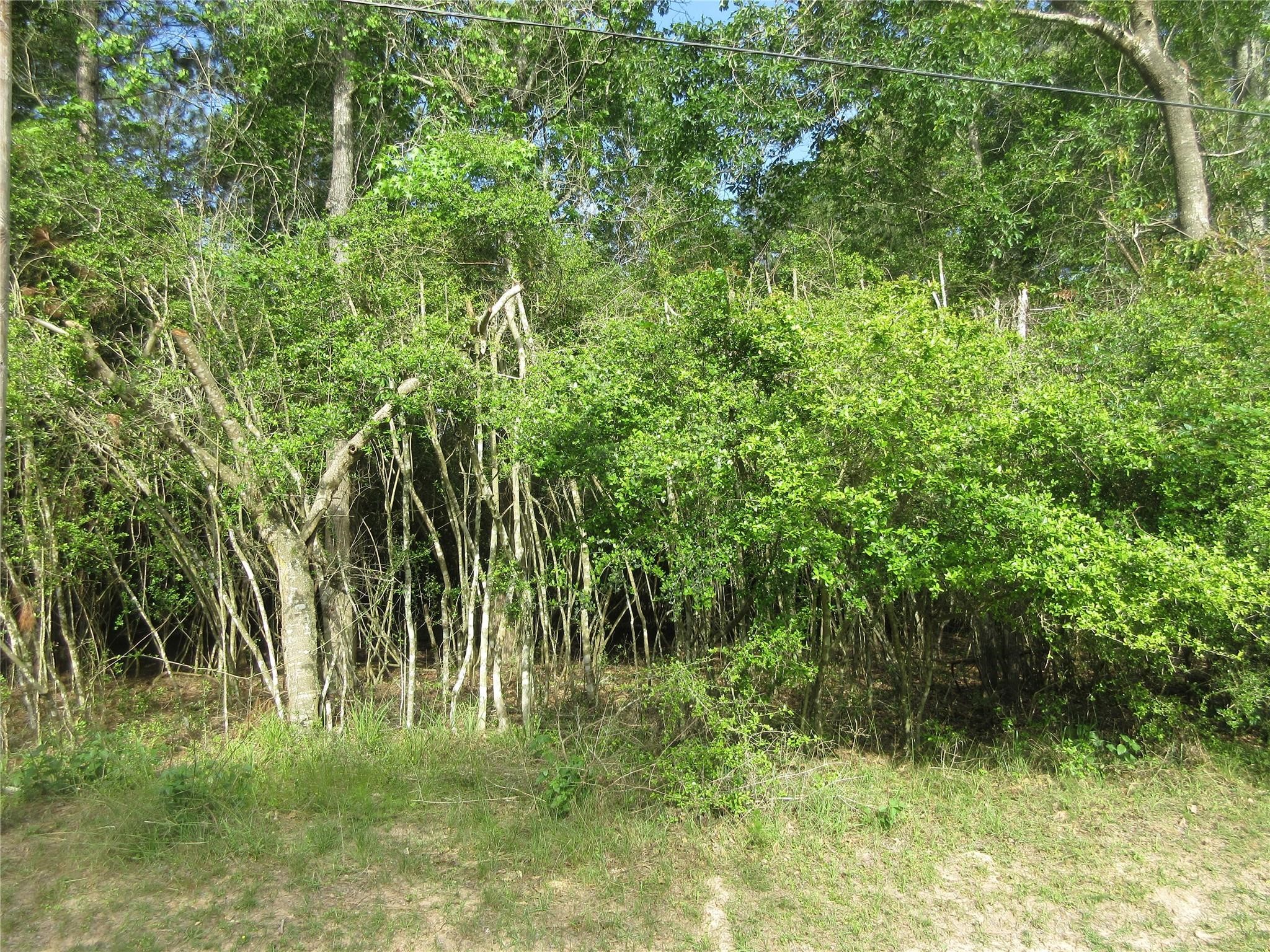 A peek into Lot 414.  There was a deer resting inside when I went for photos