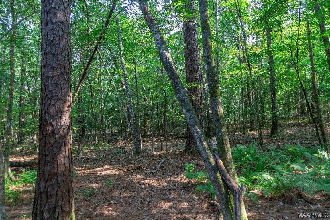 18.5-acres Free Road Brantley, AL 36009 - Photo 20 of 30 Gallery Image 20