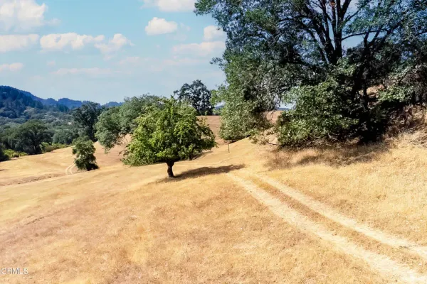 a view of a yard with trees