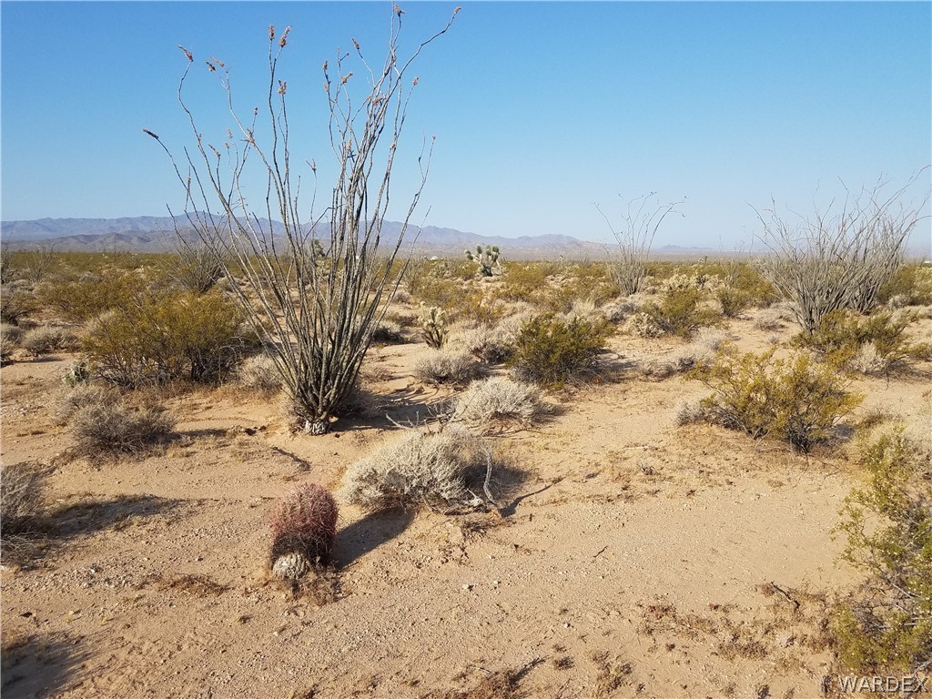 3998 South Butch Cassidy Road Yucca, AZ 86438 - Photo 10 of 21 a view of a dry yard with a tree