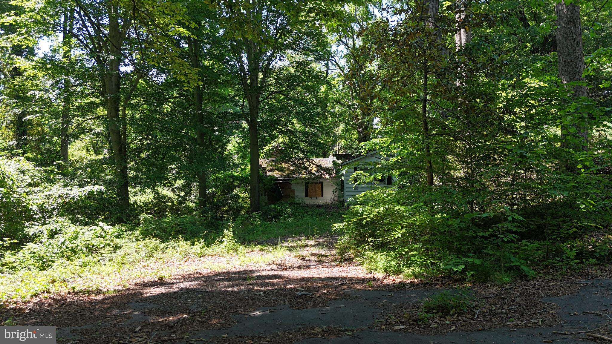 6577 Braddock Road Alexandria, VA 22312 - Photo 1 of 12 a view of a yard with plants and large trees