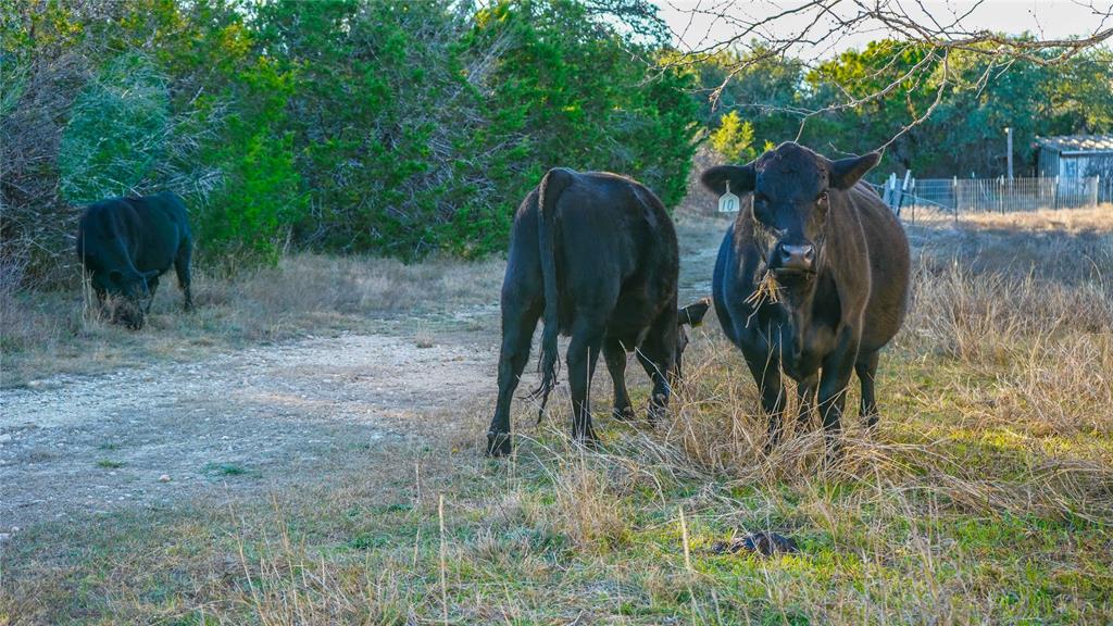 391 County Road 4717 Kempner, TX 76539 - Photo 39 of 40 a view of a yard