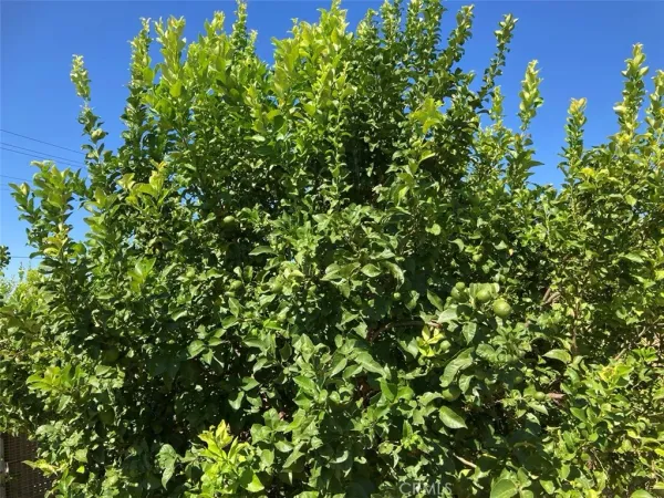 a view of a tree with a plant