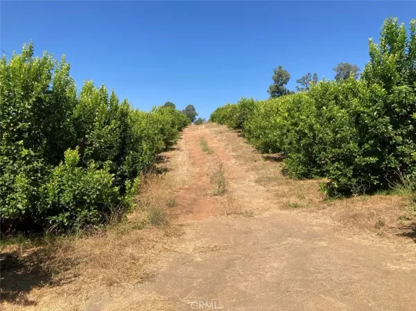 a view of a yard with trees