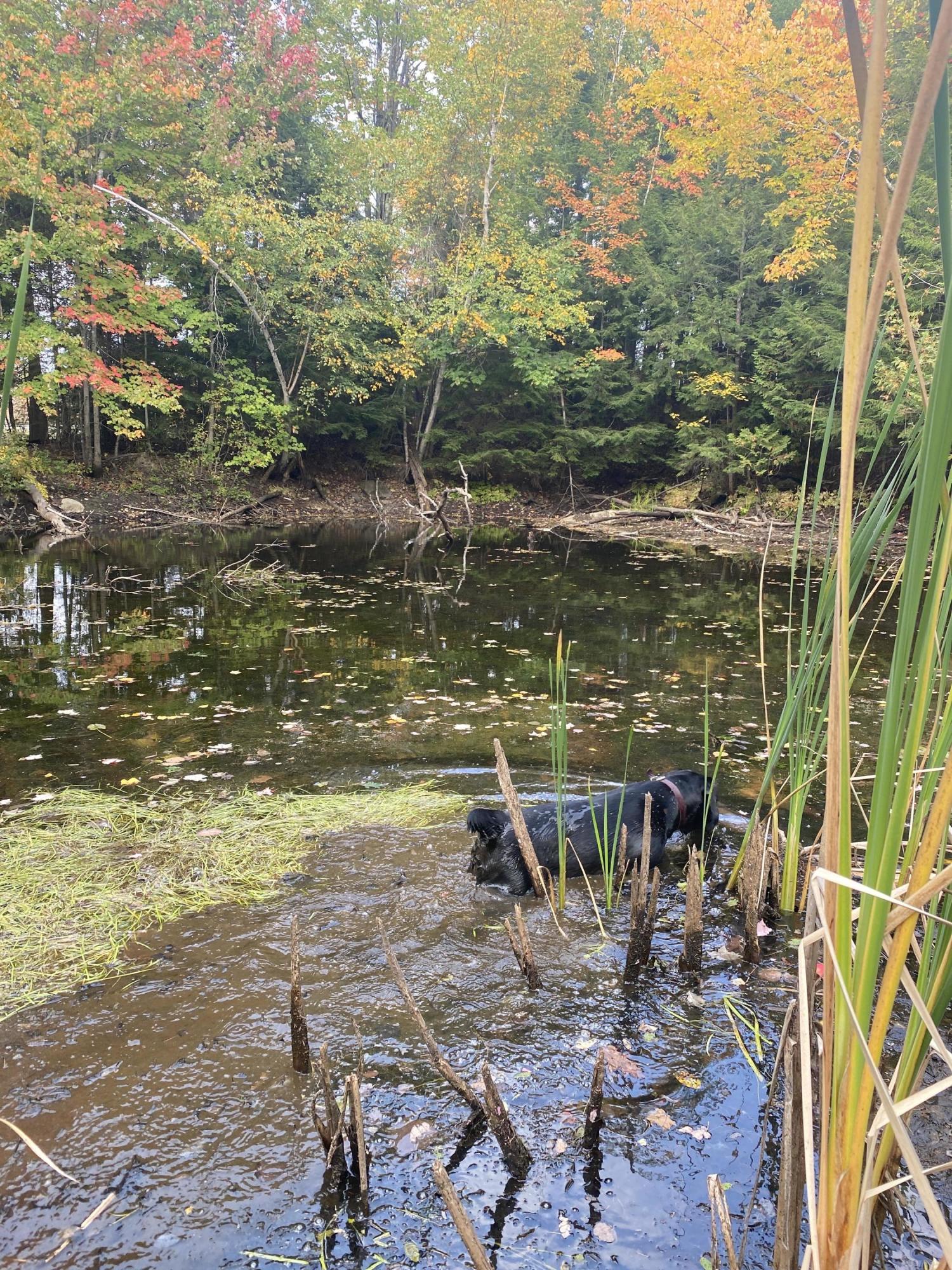 Lot 26 Tom Murray Road Carmel, ME 04419 - Photo 7 of 16 Photo Sep 27, 4 17 57 PM
