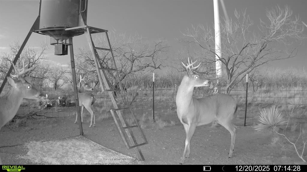 Cr Cr 450th Roscoe, TX 79545 - Photo 3 of 39 a view of entryway