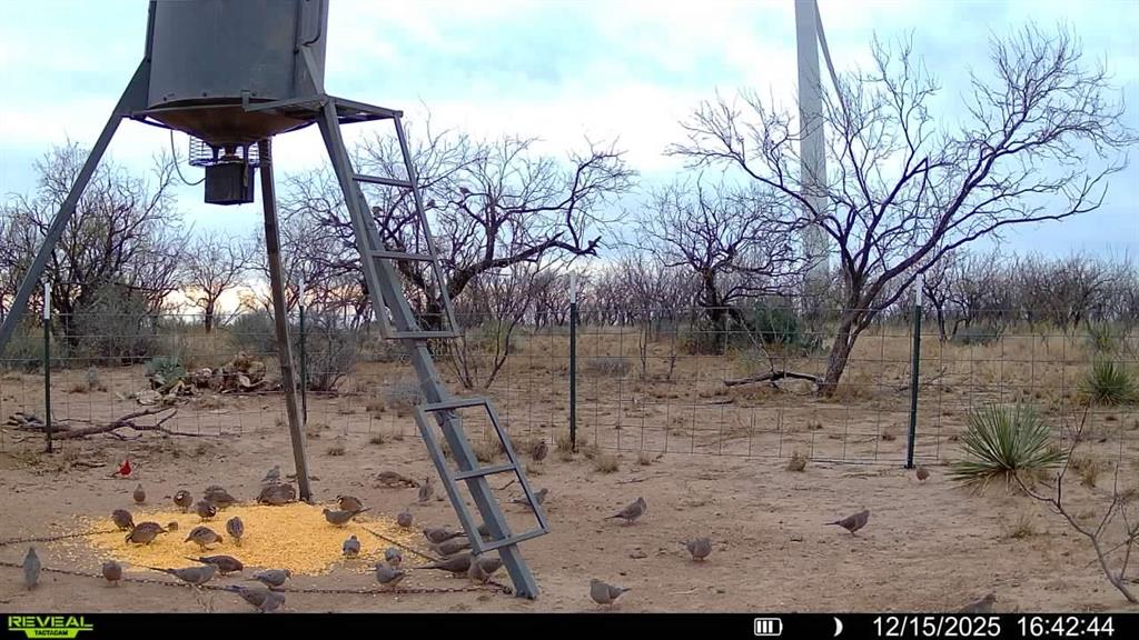Cr Cr 450th Roscoe, TX 79545 - Photo 4 of 39 a backyard of a house with lots of green space