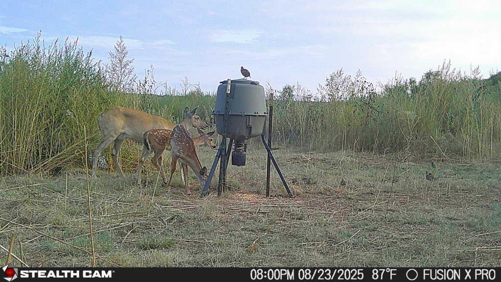 25101 Kangarosa Road Amarillo, TX 79124 - Photo 4 of 12 25082320002601000815_ColorizationType.no