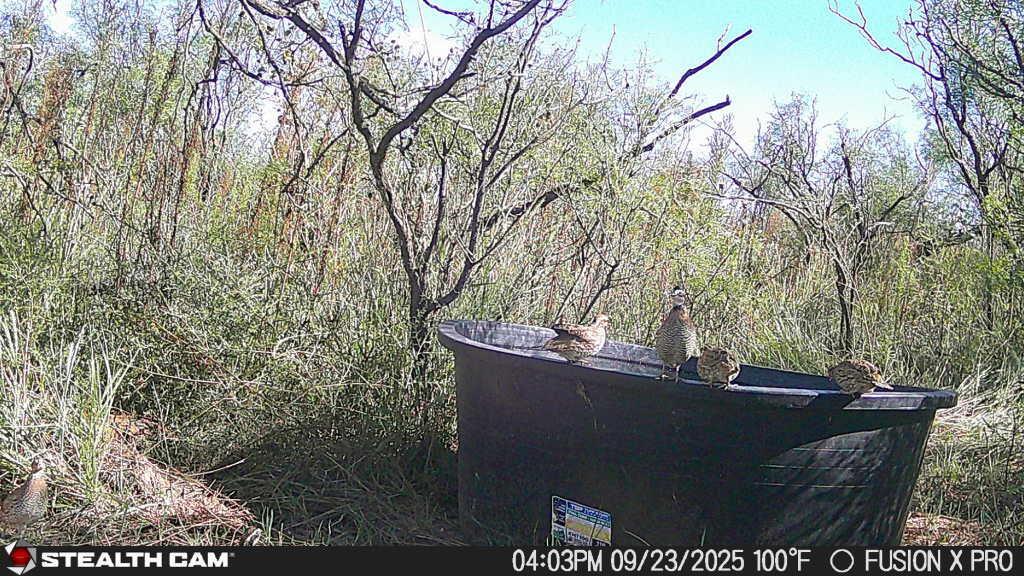 25101 Kangarosa Road Amarillo, TX 79124 - Photo 5 of 12 25092316034401001585_ColorizationType.no