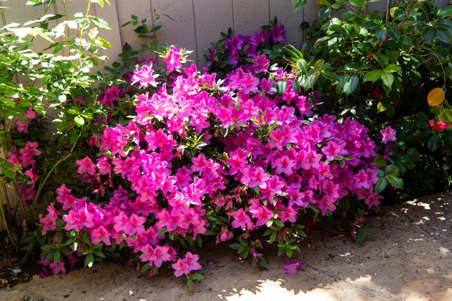 70 Bay Tree Lane Los Altos, CA 94022 - Photo 26 of 37