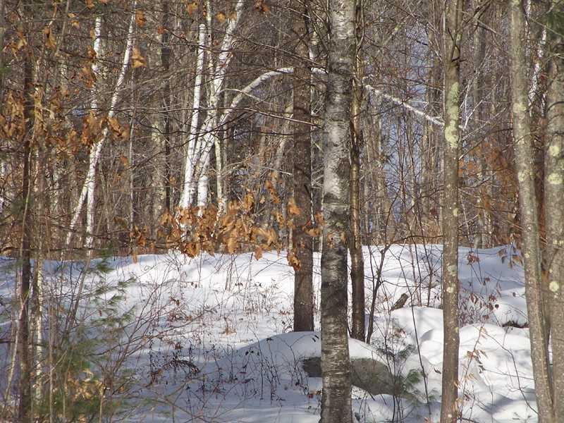 279 Shady Nook Road Newfield, ME 04095 - Photo 11 of 14 Land.