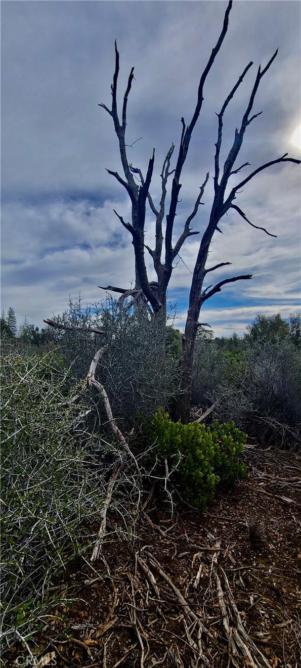 13 Battle View Drive Manton, CA 96059 - Photo 9 of 19