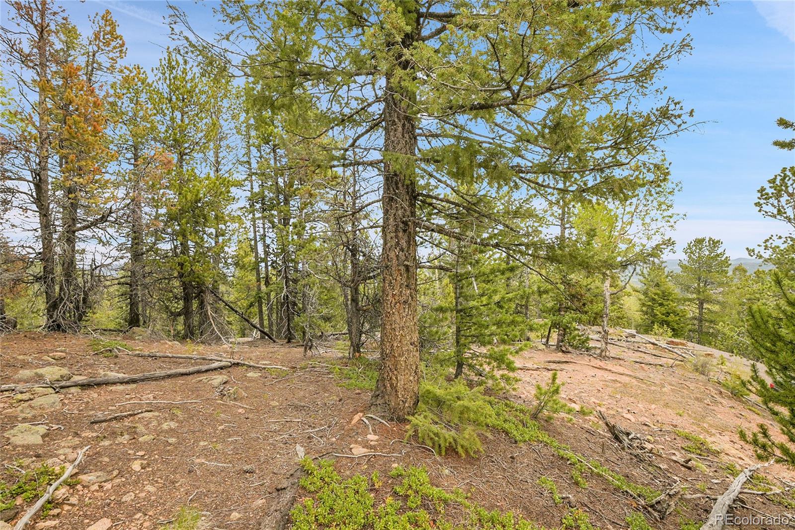 0 Mule Slide Trail Conifer, CO 80433 - Photo 24 of 40 a view of outdoor space with trees
