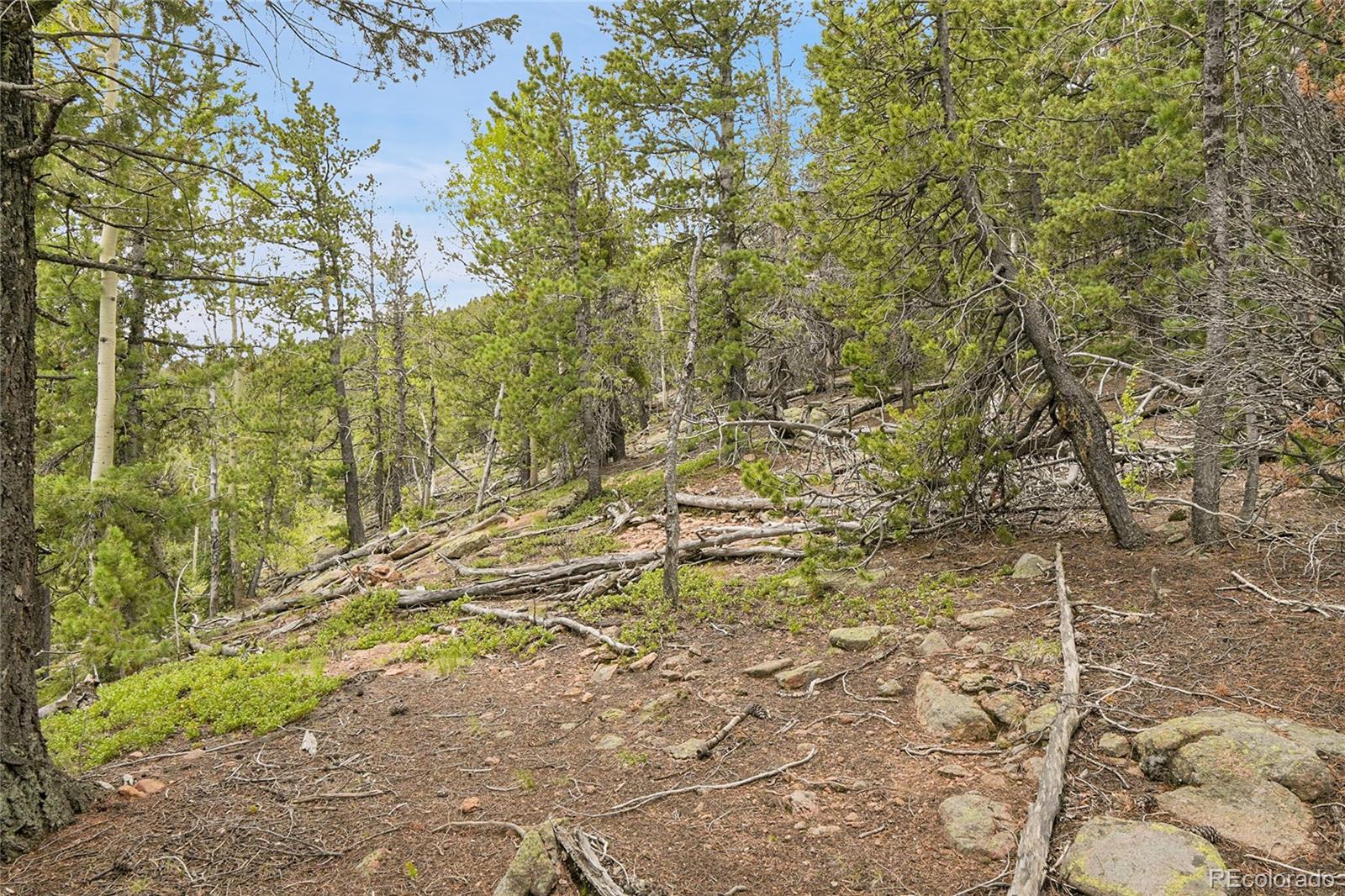 0 Mule Slide Trail Conifer, CO 80433 - Photo 26 of 40 a view of a yard with a tree