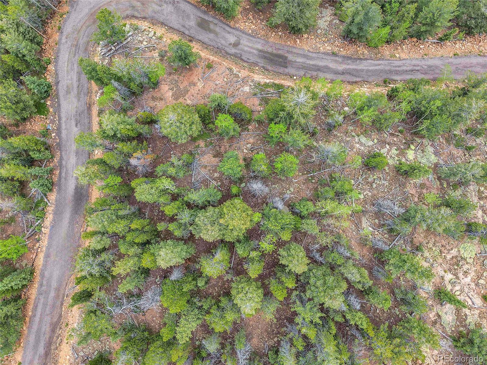0 Mule Slide Trail Conifer, CO 80433 - Photo 3 of 40 a view of a garden with plants