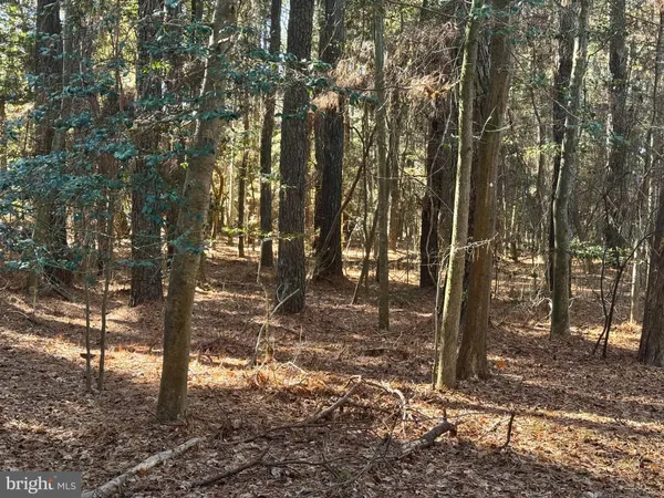 a view of a forest filled with trees