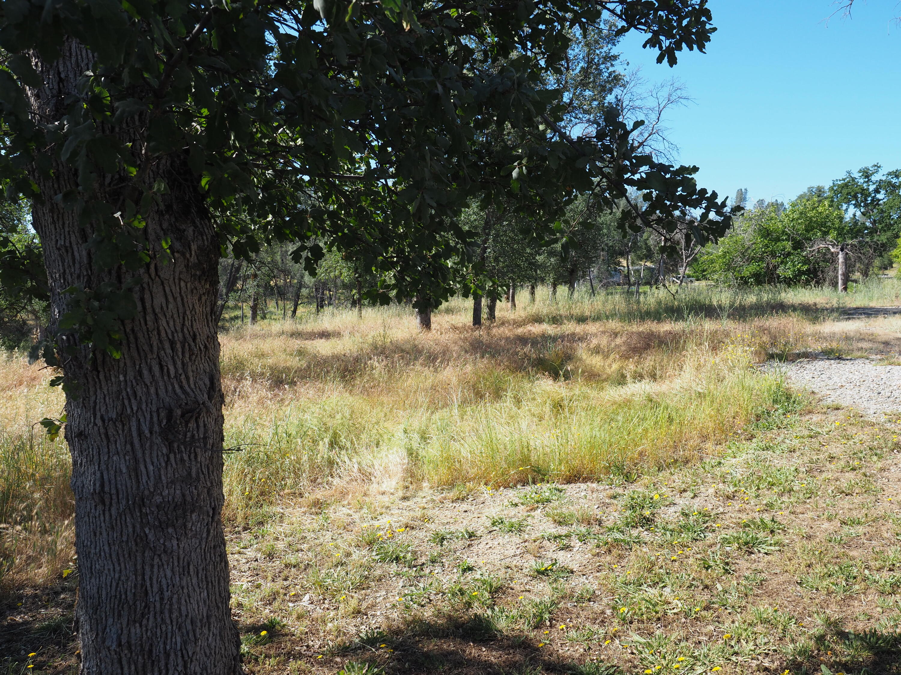 20103 Parocast Road Redding, CA 96003 - Photo 3 of 24 a view of a lake with a tree