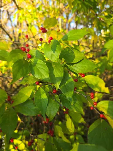 $99,000 | 3966 College Road, Farmington, MO 63640