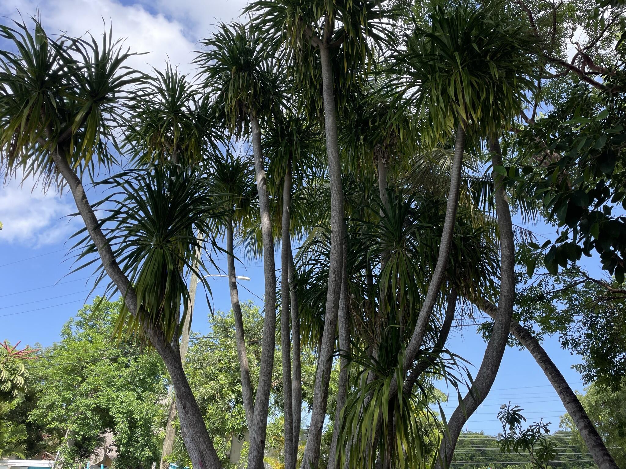 664 Colson Drive Key Largo, FL 33037 - Photo 34 of 36 a view of a palm plant that is in front of a house