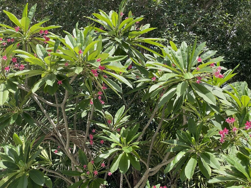 664 Colson Drive Key Largo, FL 33037 - Photo 36 of 36 a plant