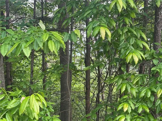 a backyard of a house with lots of green space