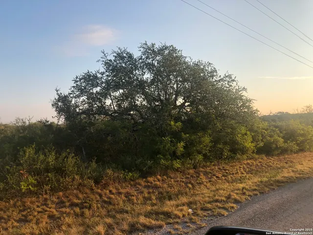 a view of a forest with trees in the background