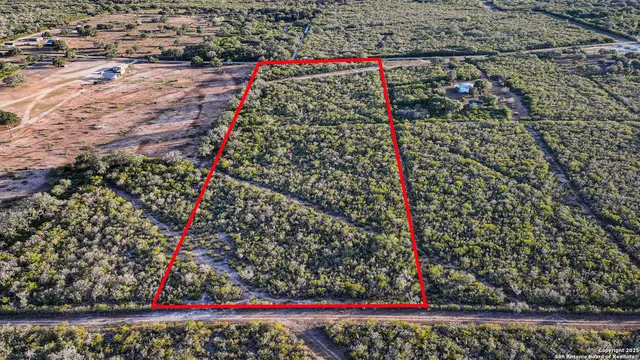 a view of a forest with a tree in the background