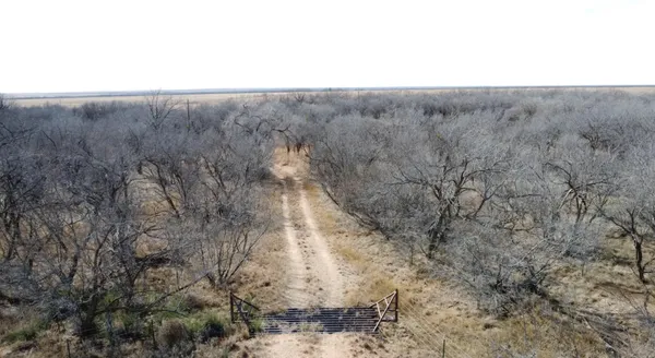 a view of a dry yard with green space