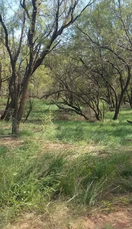 a view of a yard with a tree