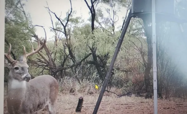 a backyard of a house with large trees