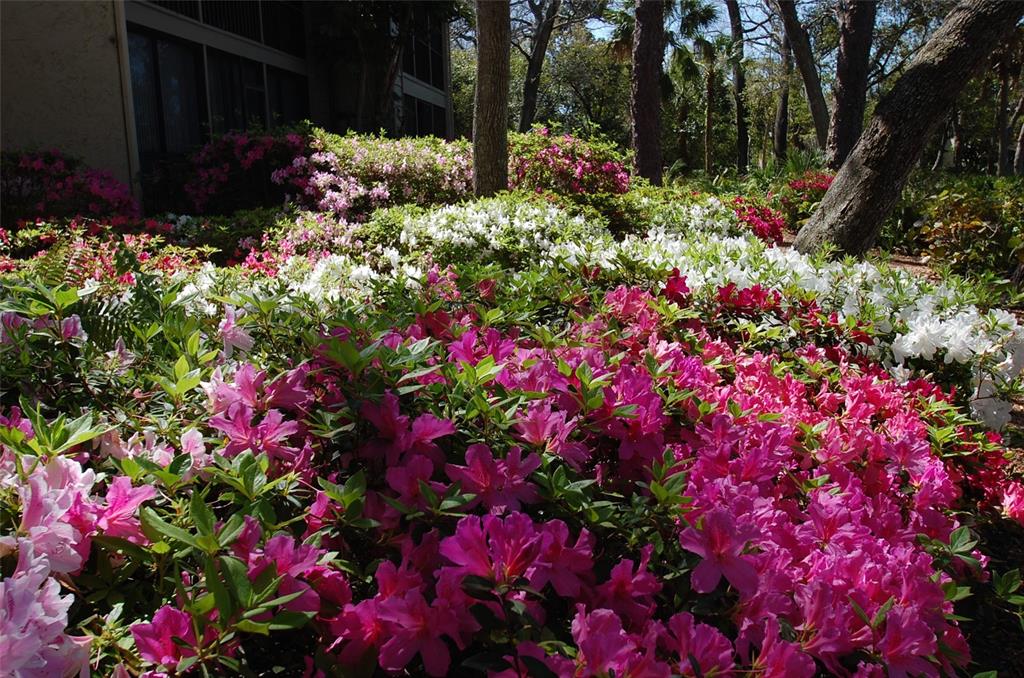 1720 Glenhouse Drive, Unit GL429 Sarasota, FL 34231 - Photo 23 of 34 a view of a flower in a yard