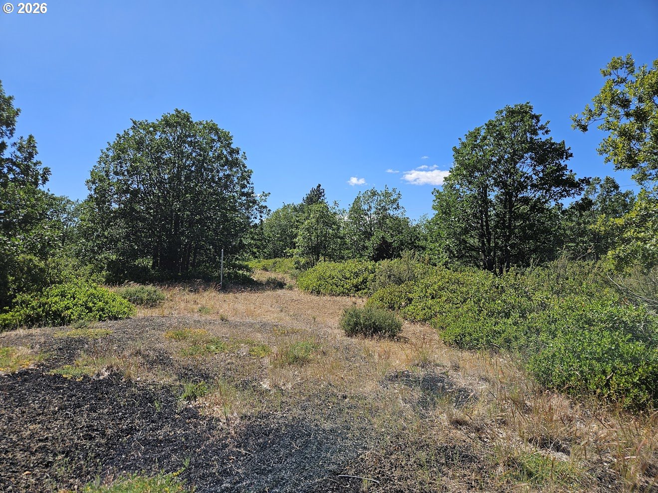 67 Timber Lane Roosevelt, WA 99356 - Photo 11 of 37 a view of a yard with a tree